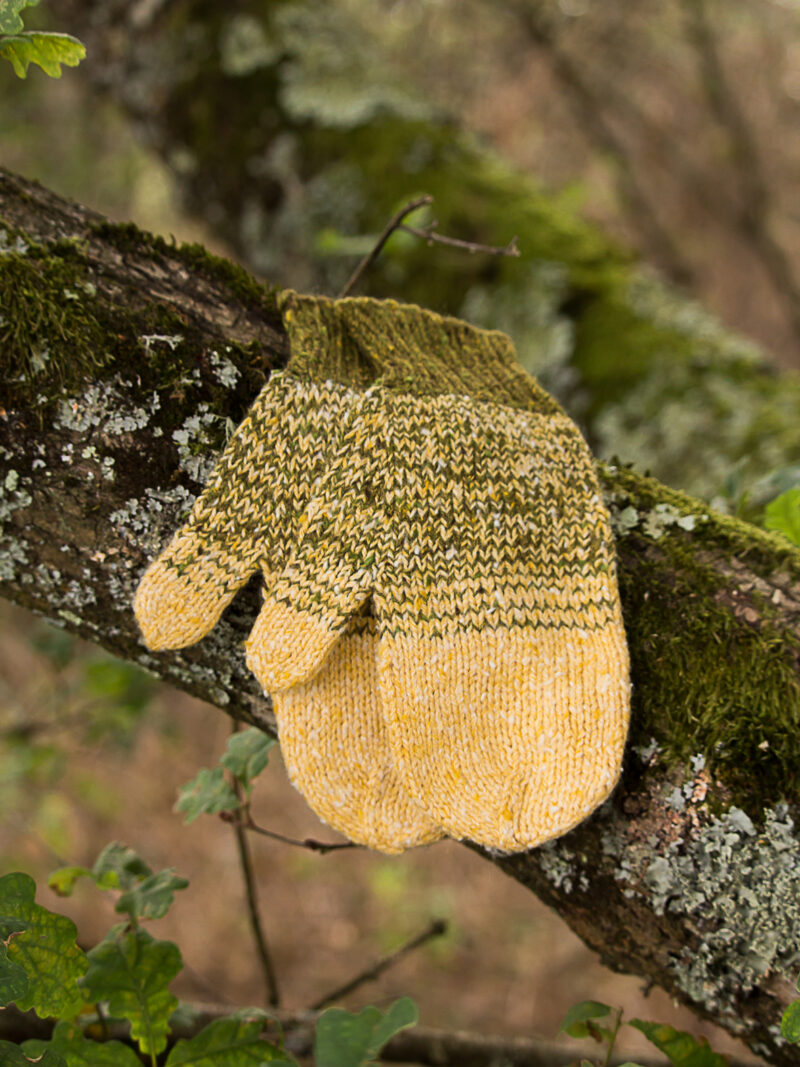 Lichen